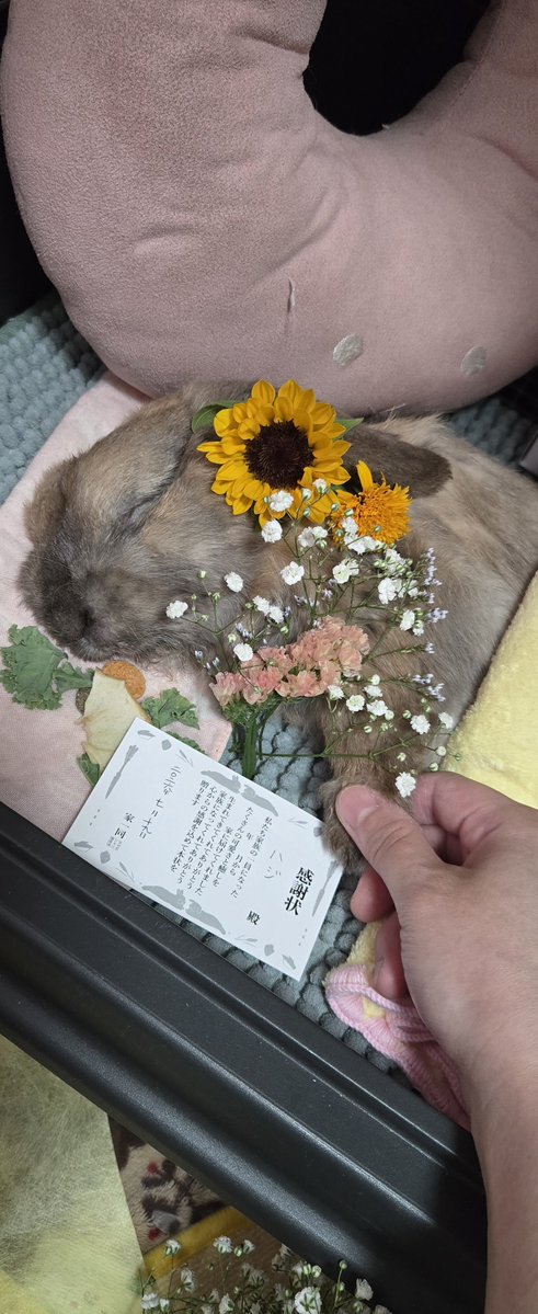ohaji35's tweet photo. うちのラッキーラビットことハジが虹の橋へ逝ってしまいました。最後は私の腕の中でお見送りできました😌お迎えしてからずっと幸せをもらえて感謝しかない。介護もさせてくれてありがとう。お世話出来ないのが、家に帰ってもハジが居ないのが寂しいよ。こんな良い子なうさぎ居ないよ。
ありがとう。 https://t.co/4zZgCDsRUD