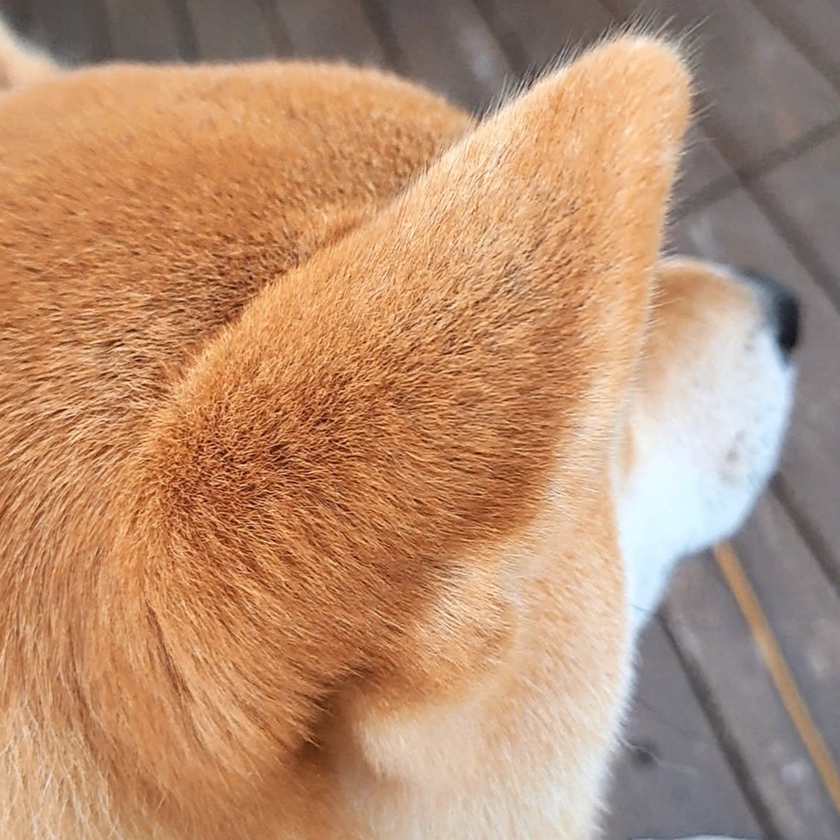 999Ein's tweet photo. 疲れたこころの処方箋…
柴犬の耳❤️ https://t.co/aEyL5yL97d