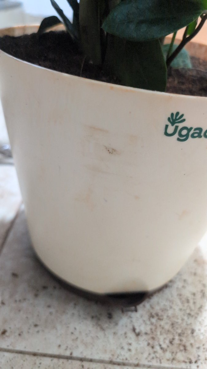Hfw2qqa's tweet photo. Ordered XL plants from @Ugaooindia , the pot is discoloured and can't even clean it with water or alcohol. https://t.co/4I0xSjUGU6