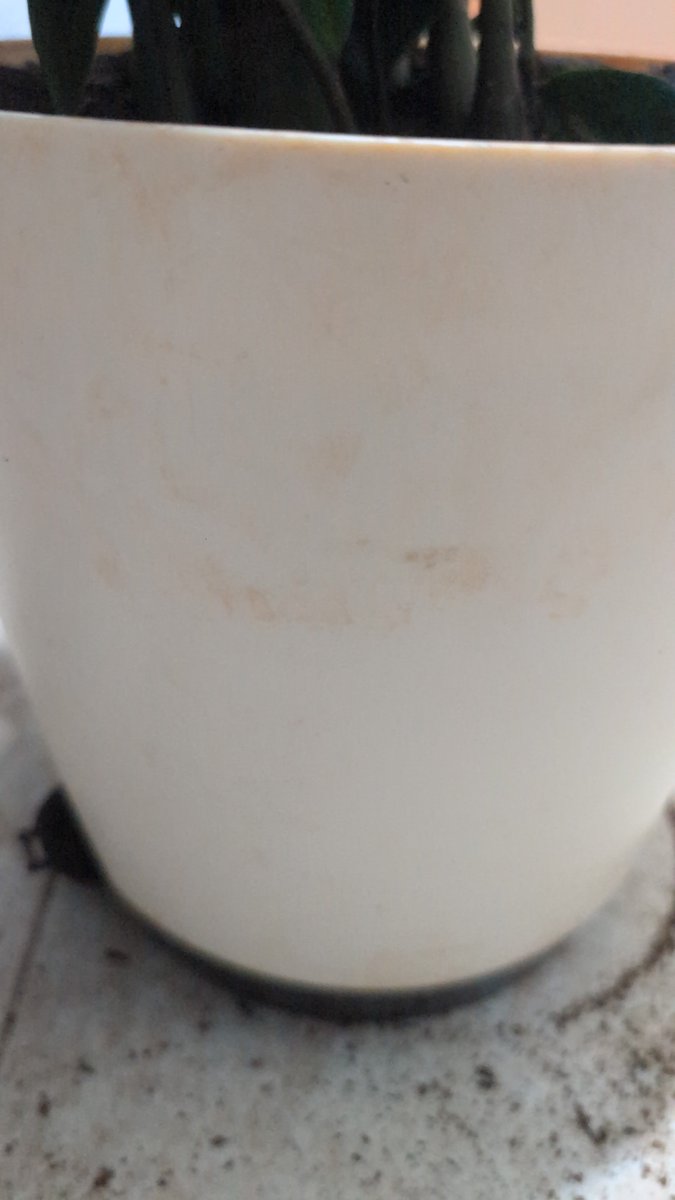 Hfw2qqa's tweet photo. Ordered XL plants from @Ugaooindia , the pot is discoloured and can't even clean it with water or alcohol. https://t.co/4I0xSjUGU6