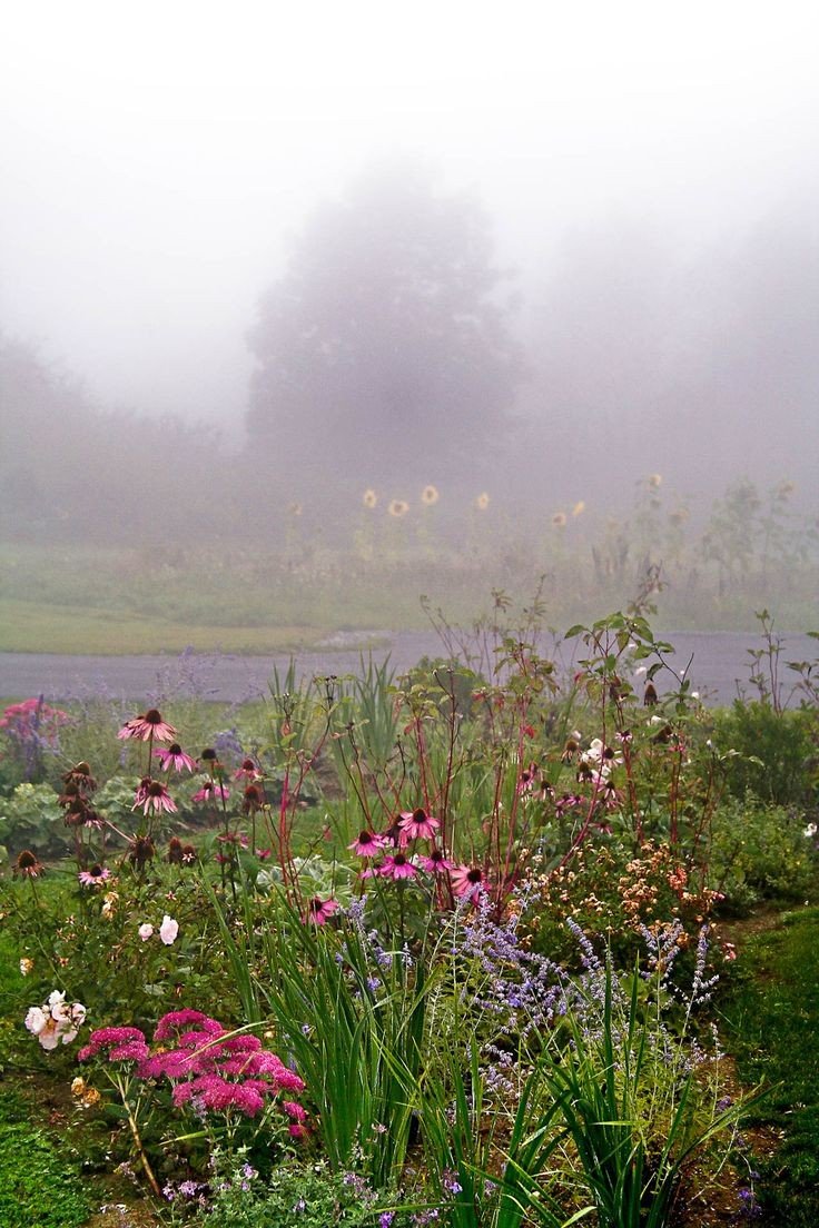 elemmiressoul's tweet photo. misty flowers.🌸ྀ࿐ https://t.co/orep3IFuGW