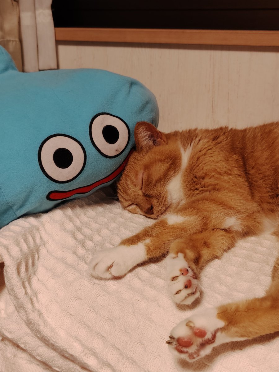 okaji26's tweet photo. スラちゃんと一緒に🐈💤

#おやすみなさい
#猫のいる暮らし
#茶トラ白
#ドラクエ
#スライム https://t.co/POP4RPc9fP