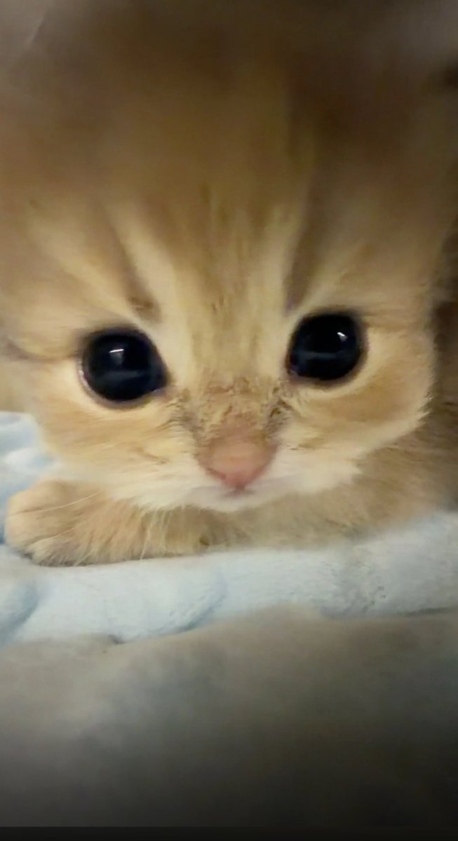 culKitten's tweet photo. https://t.co/mbalJcMsCV