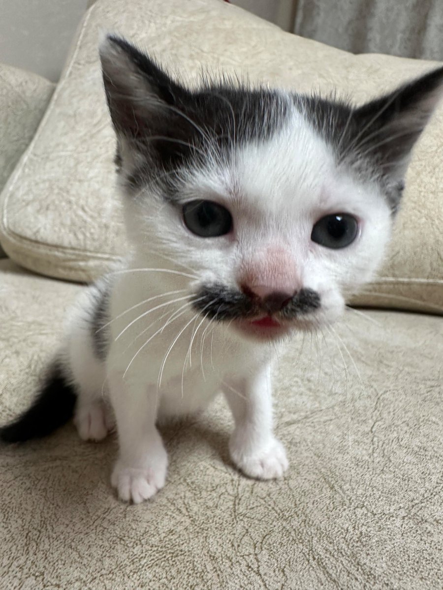 nocontextscats's tweet photo. He looks familiar https://t.co/GEZbX6TaAQ