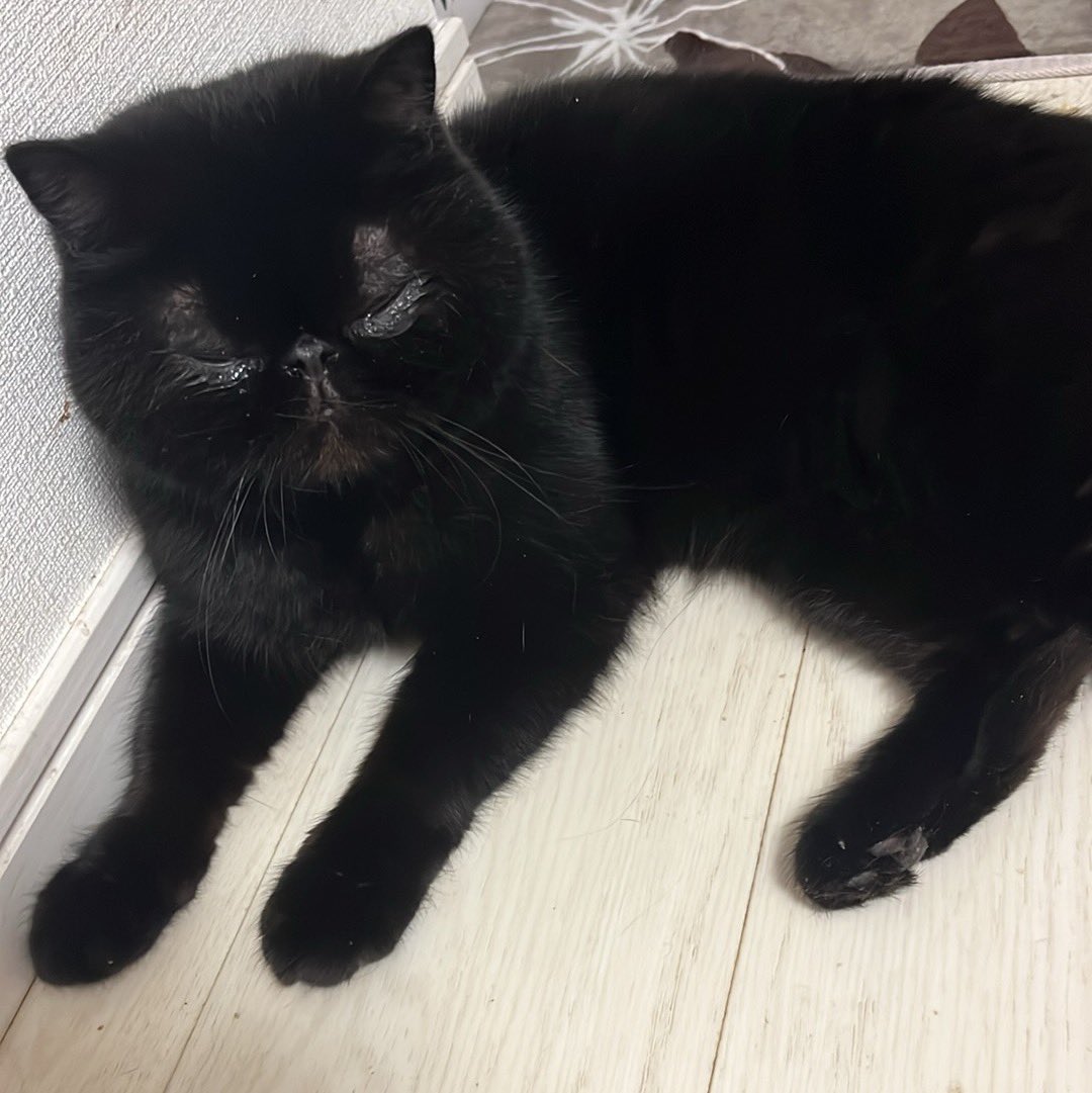 yagi_usako2's tweet photo. スッキリして、ご飯も食べて、おねむとのこと🐈‍⬛ https://t.co/oAYtaA80Jr