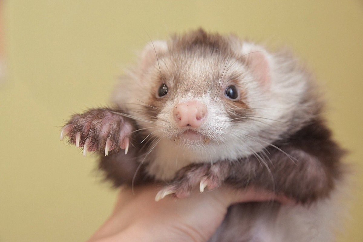 kaho_ferret's tweet photo. まじかわいい https://t.co/d2qxLseFfc