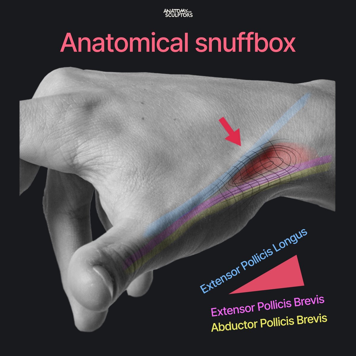 A4Sculptors's tweet photo. The anatomical snuffbox (yes, that's the real name) is the hollow appearing at the thumb's base when it's extended. It's formed by the three thumb tendons. It's a small but important surface landmark if you strive to create believable hands. #anatomy #characterdesign #3dmodeling https://t.co/R8RWYRtjYn