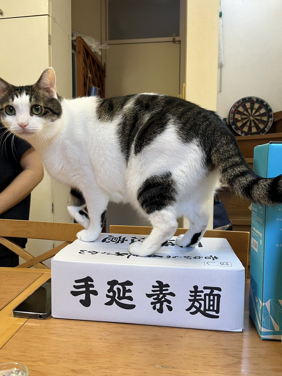 rangda0216's tweet photo. 実家の猫はかわいい https://t.co/c5hCN2M2Je