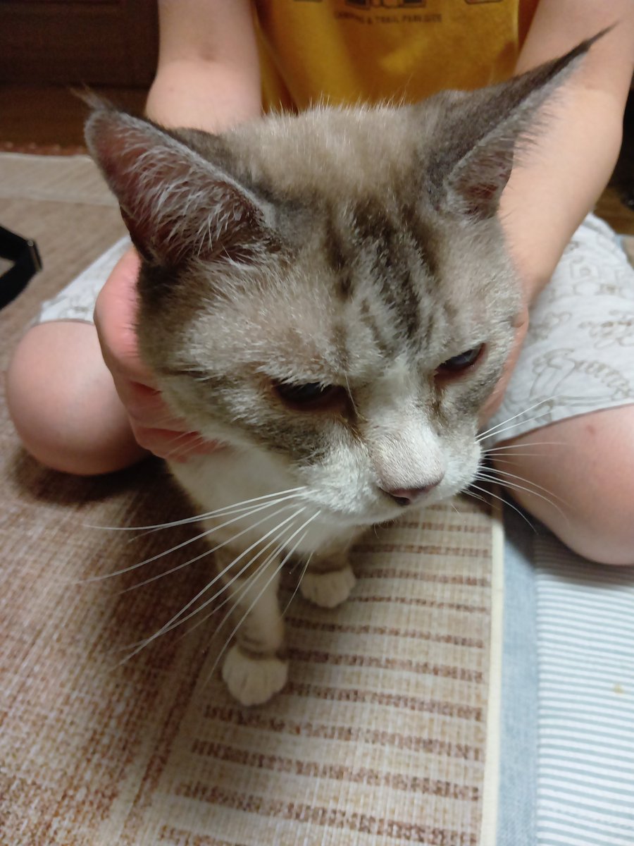 COKeS7nsxPGOroD's tweet photo. 歯が無く耳も聞こえてない
うちのボラさんが保護した高齢猫です

きっと長い間、必死に生きて来た子😿
ずっとの家族を見つけてやりたいと思ってます。血液検査は全く問題ありません
人にも猫にも友好的な15歳以上のイケメンおじぃ猫を家族に迎えてくれる方は居ませんか？私達が願うのは幸せな最期です https://t.co/Vd8vtGMPkm