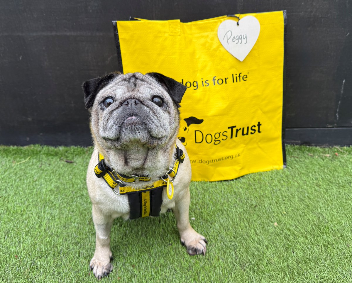 DT_WestCalder's tweet photo. It was Peggy's turn to pack her Big Yellow Bag and head off to her forever home! Good luck Peggy! 💖

#AdoptDontShop #ADogIsForLife #BigYellowBagDay @DogsTrust https://t.co/SBYUofifkg
