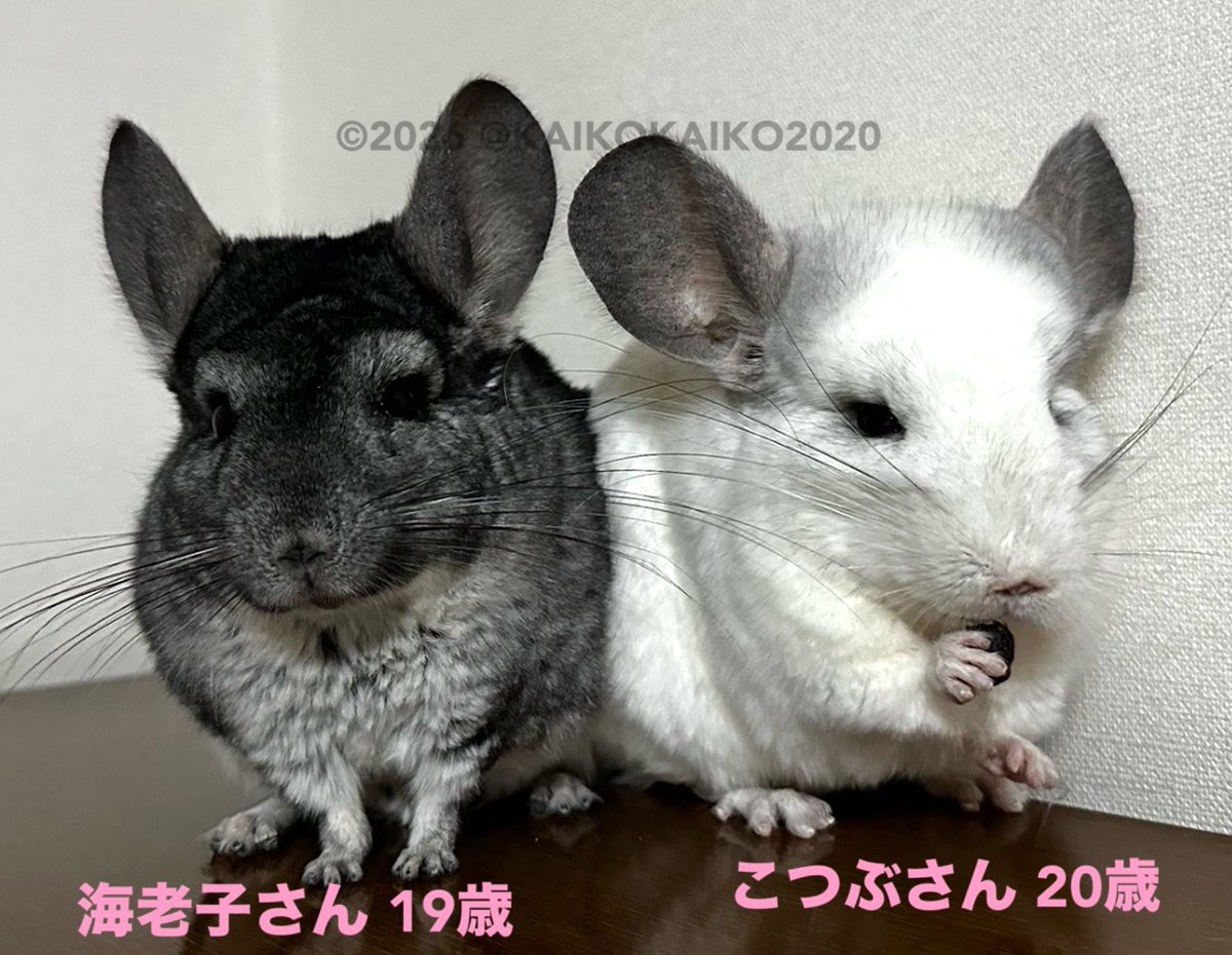 reikun_keichan's tweet photo. 老チン会に新しいメンバーが増えました🐭✨

モザイク（パイド）のこつぶさん、女性20歳とスタンダードグレーの海老子さん、女性19歳です✨

皆様、宜しくお願いいたします(=´∀｀)人(´∀｀=)
#チンチラ　#老チン https://t.co/Mr4I5M0Fxu