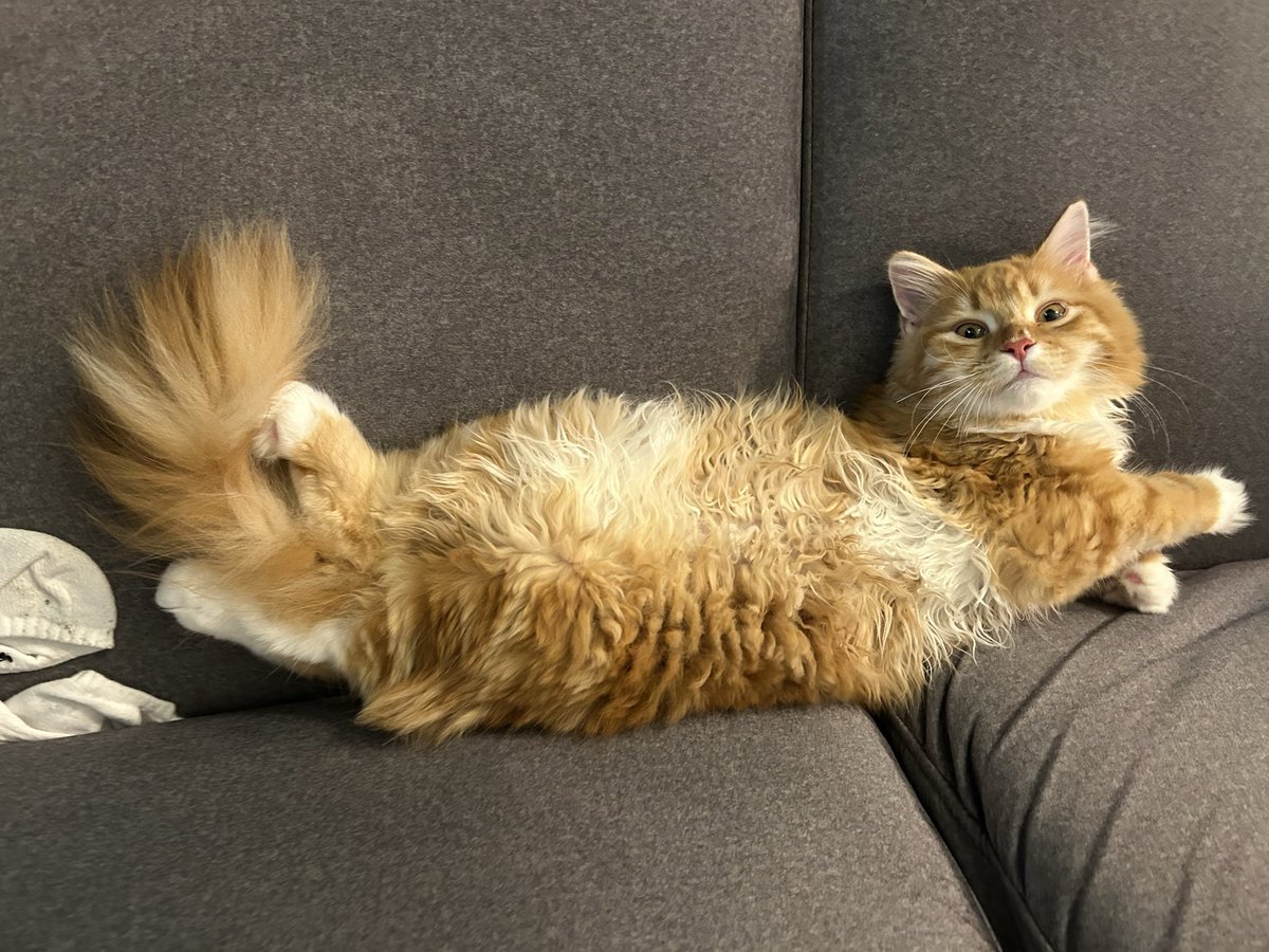 mugimugicute's tweet photo. エビフライと化したねこ🍤

#サイベリアン
#エビフライ https://t.co/YDbUFZdXh7