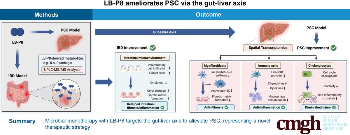 AGA_CMGH's tweet photo. ⭐ FEATURED ARTICLE ⭐
📑 "Microbial Monotherapy With Leuconostoc sp LB-P8 Improves Inflammation and Fibrosis in Mouse Primary Sclerosing Cholangitis by Inhibiting Transforming Growth Factor β1/SMAD Signaling"
🔗 https://t.co/QSbgPOA6ha
🏷️ #FeaturedArticle #LiverDisease https://t.co/HX7ktQXinc
