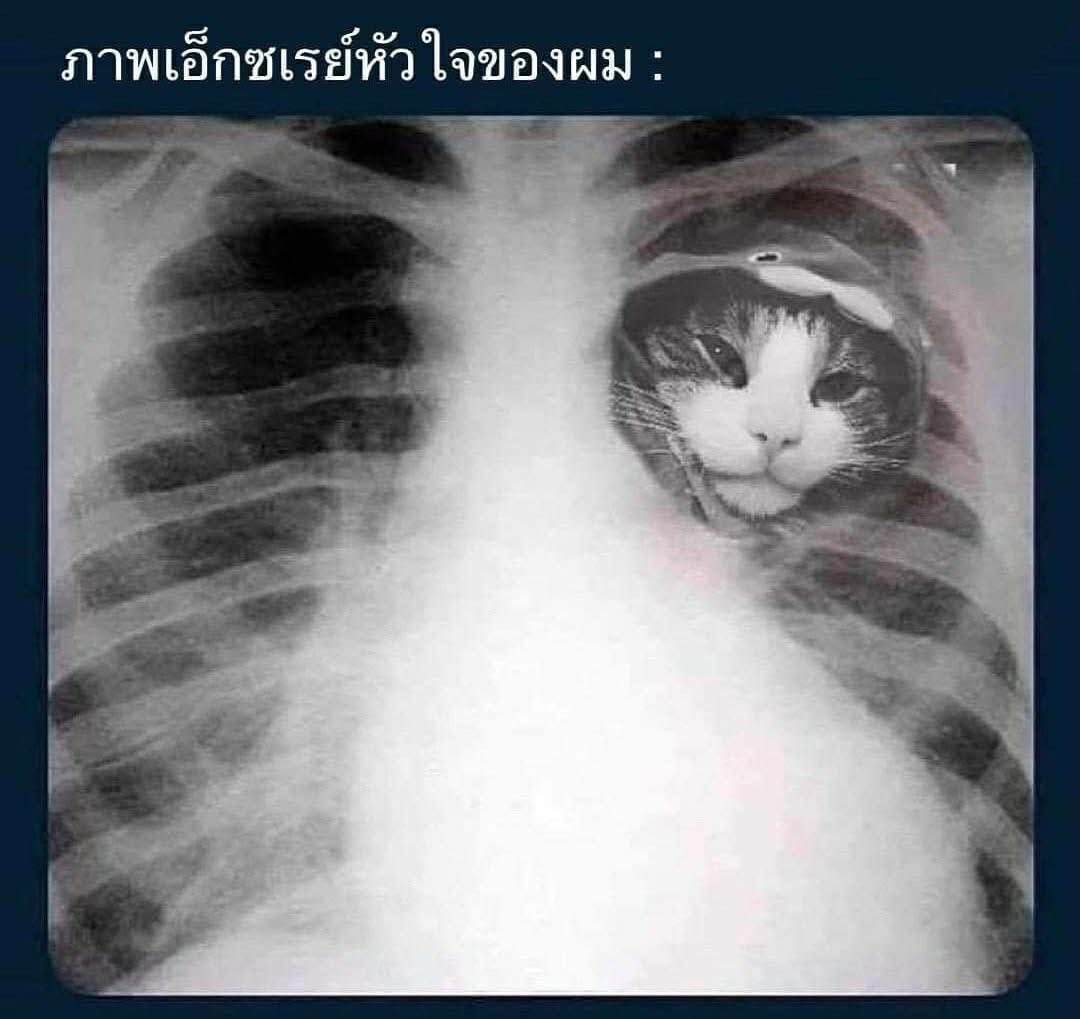 daleen_247's tweet photo. ภูมิแพ้เล่นแล้วยังจะซ่าไปเติมแมวเต็มปอด
ไม่เป็นไรกินยาเอา https://t.co/bF8YO85CXh