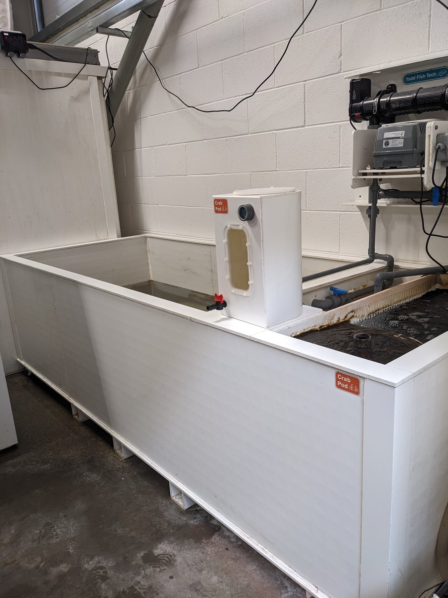 ToddFishTech's tweet photo. Our Crab Pod isn't just for crabs.
It's also ideal for holding langoustine, with built-in water channels and spray bars that deliver filtered water and oxygen throughout the tank.

Read our latest blog to find out more: https://t.co/dwMKl0y8SC https://t.co/uKR0tWZqS8