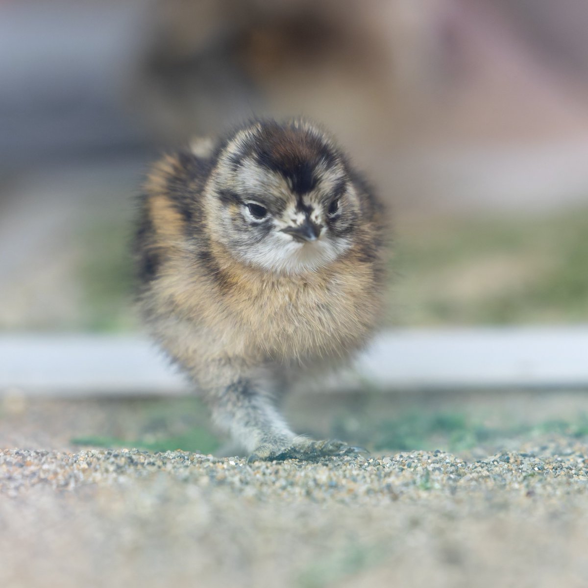 vanity_temple's tweet photo. 上野動物園のスバールバルライチョウ、雛が生まれてました
ちょこちょこ歩きまわる姿がとてもかわいい・・・
ちっちゃいのに背伸びしてほうれん草食べてました
すくすく育ちますように https://t.co/g4D1tSPOvd