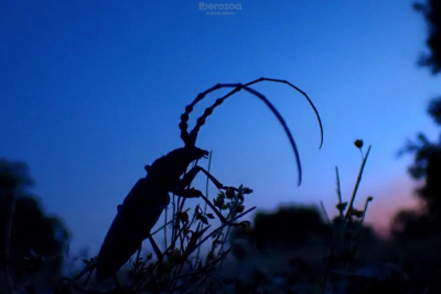 urjc's tweet photo. 🦟 ¿Aumentará la actividad de insectos crepusculares durante el eclipse total de sol?

ℹ️ Noticia: https://t.co/oqzyn9uOQw

#URJC #eclipse #insectos #YoSoyURJC https://t.co/fZRtvpdnwh