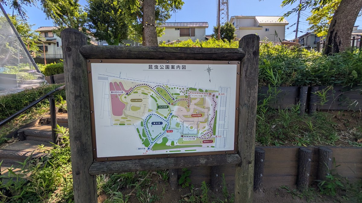 nezu_nezu's tweet photo. カブトムシやクワガタを放す活動で話題の板橋区立昆虫公園に行ってきました。

・住宅地内の面積400坪程度とされる公園。せいぜい50m×30m程度の広さ。周辺の緑地とは連続していない。
・クヌギ、エノキ等を中心とした樹林と草地の組み合わせ。昆虫公園と銘打つにはかなり厳しそうな立地と規模にもかかわらず（放虫という手段とは別に）従前から環境づくりを頑張ろうとしていたのであろう意志は見てとれる。
・現地では、セミ、チョウ、バッタ、トンボ等の仲間が確認され、無理にカブトムシ＆クワガタに手を出さなければ、程々に昆虫観察の場として利用できる公園だと思われる。