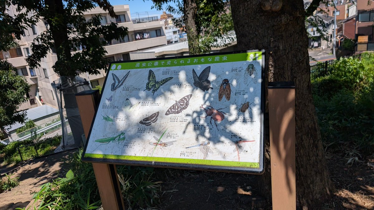 nezu_nezu's tweet photo. カブトムシやクワガタを放す活動で話題の板橋区立昆虫公園に行ってきました。

・住宅地内の面積400坪程度とされる公園。せいぜい50m×30m程度の広さ。周辺の緑地とは連続していない。
・クヌギ、エノキ等を中心とした樹林と草地の組み合わせ。昆虫公園と銘打つにはかなり厳しそうな立地と規模にもかかわらず（放虫という手段とは別に）従前から環境づくりを頑張ろうとしていたのであろう意志は見てとれる。
・現地では、セミ、チョウ、バッタ、トンボ等の仲間が確認され、無理にカブトムシ＆クワガタに手を出さなければ、程々に昆虫観察の場として利用できる公園だと思われる。