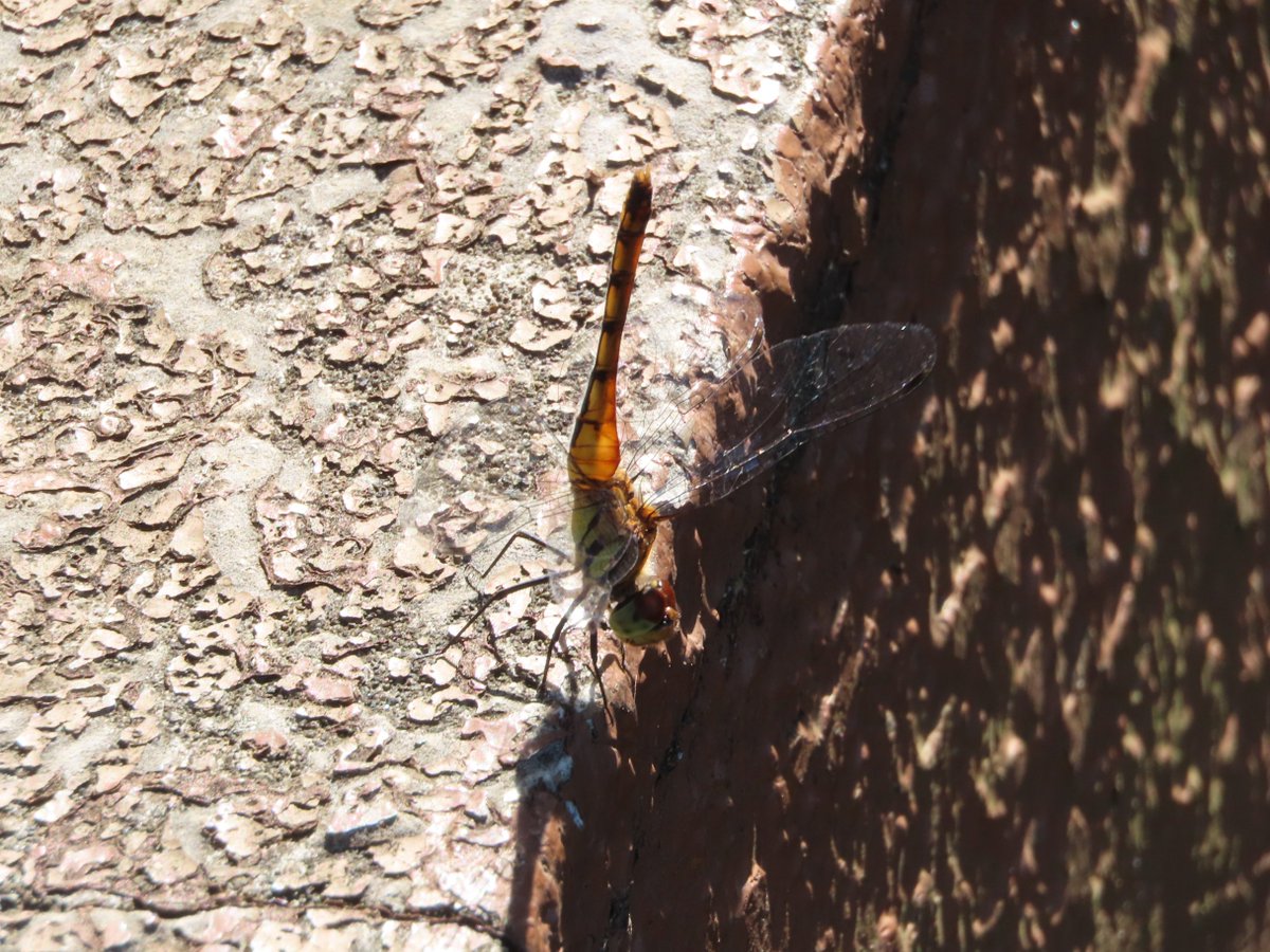 nezu_nezu's tweet photo. カブトムシやクワガタを放す活動で話題の板橋区立昆虫公園に行ってきました。

・住宅地内の面積400坪程度とされる公園。せいぜい50m×30m程度の広さ。周辺の緑地とは連続していない。
・クヌギ、エノキ等を中心とした樹林と草地の組み合わせ。昆虫公園と銘打つにはかなり厳しそうな立地と規模にもかかわらず（放虫という手段とは別に）従前から環境づくりを頑張ろうとしていたのであろう意志は見てとれる。
・現地では、セミ、チョウ、バッタ、トンボ等の仲間が確認され、無理にカブトムシ＆クワガタに手を出さなければ、程々に昆虫観察の場として利用できる公園だと思われる。