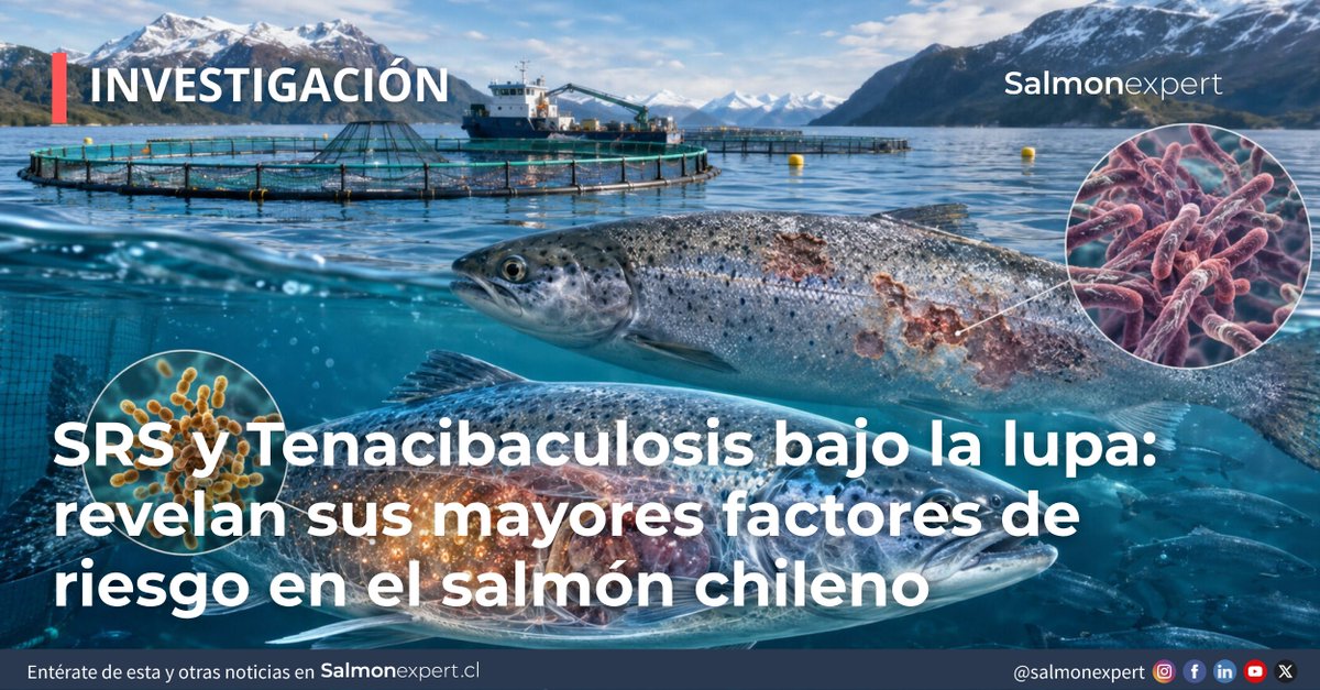 salmonexpert's tweet photo. Una investigación basada en datos de la salmonicultura chilena identificó los principales factores asociados a los brotes de SRS y tenacibaculosis, aportando evidencia que podría fortalecer las estrategias de vigilancia, prevención y manejo sanitario.

https://t.co/wZtW7RniVY https://t.co/UUtzMtd5Ux