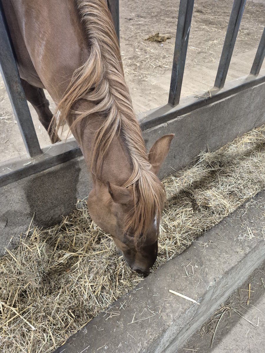 Mezzu_Blossom's tweet photo. I was able to pet somes horsies! And there were 2 donkies as well! https://t.co/XLP4RiJGCe