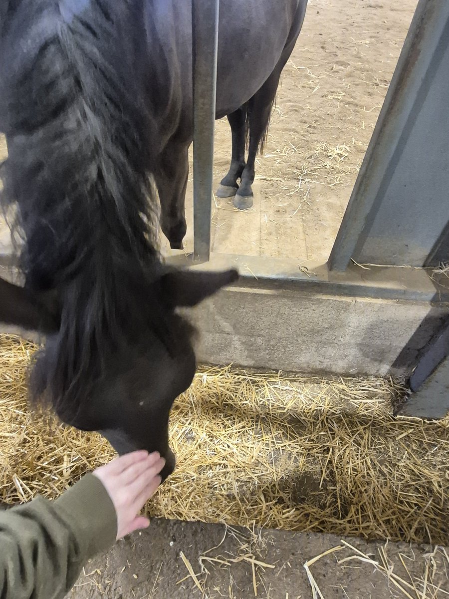 Mezzu_Blossom's tweet photo. I was able to pet somes horsies! And there were 2 donkies as well! https://t.co/XLP4RiJGCe