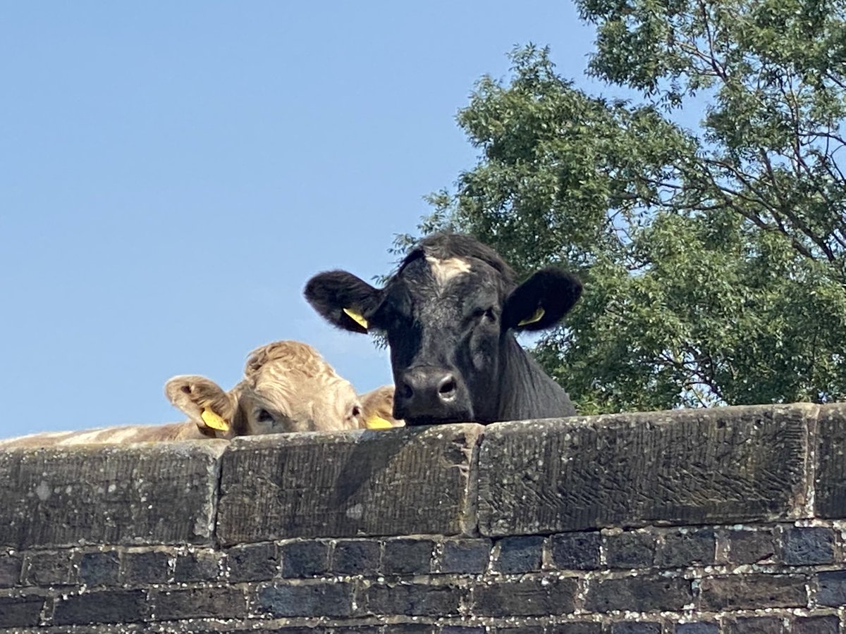 ThePIPEcompany's tweet photo. @FarmingUK I know the feeling… https://t.co/UEfaeaH47I