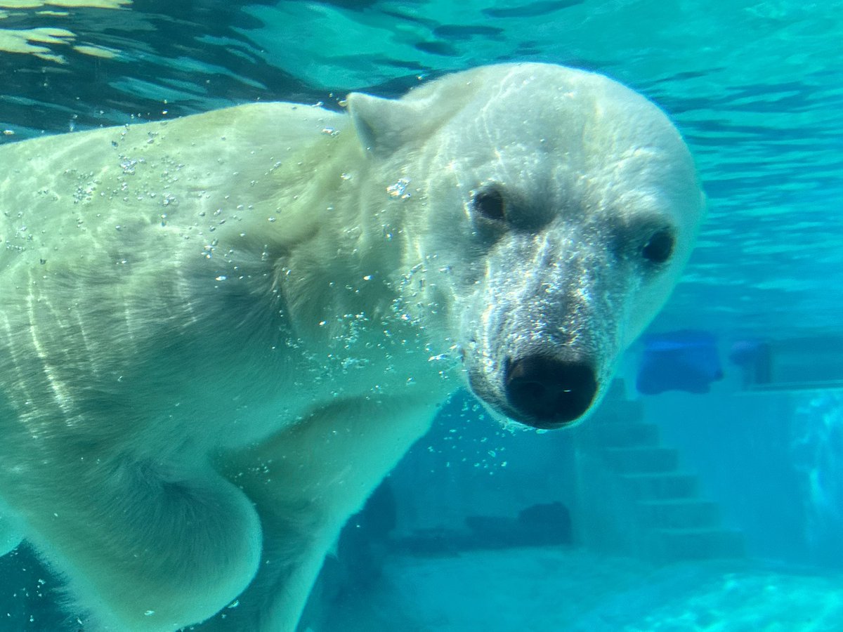 upatai1's tweet photo. ネットで「人間以外は物だから、水族館や動物園の動物は助けなくて当然。犬猫だけの話だろ」って言いきる人見つけて驚いた。現代の動物園って、災害時の救護計画を自治体と連携して作ってるし、何より地球の財産である「命」を守る場所。物扱いする極論に、動物園マニアとして黙っていられない。 https://t.co/UdWeHqlBcP