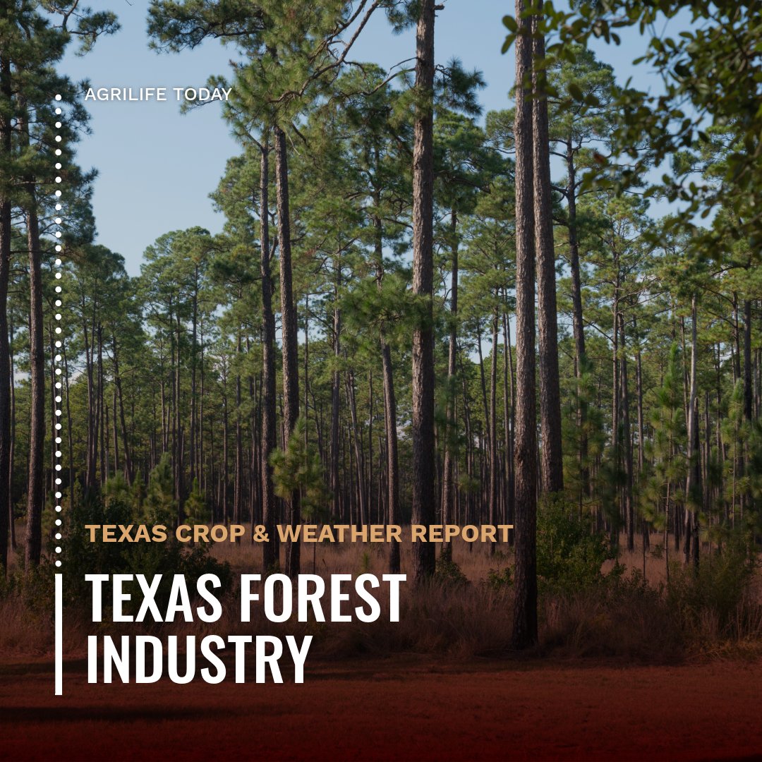 txextension's tweet photo. The Texas forest industry continues on a steady trajectory with ongoing demand for new housing and construction, as well as other manufacturing sectors that rely on renewable wood fibers, said a @TXForestService expert. Read more at: https://t.co/gstw2yZtq7 https://t.co/5YJZY1YRkh
