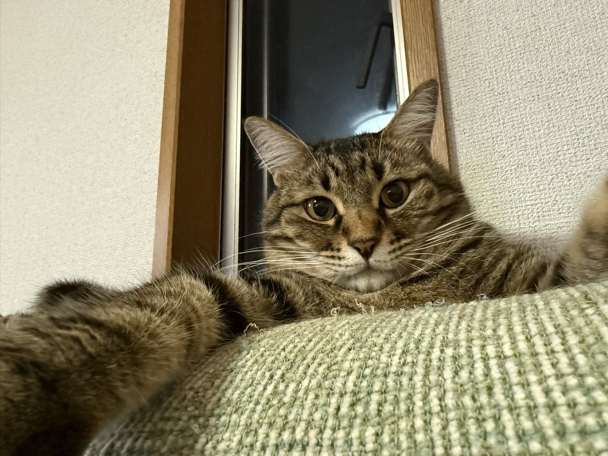 88iko1's tweet photo. 無事帰宅！

ただいま！

可愛いすぎるー https://t.co/EjGWbfFrfW