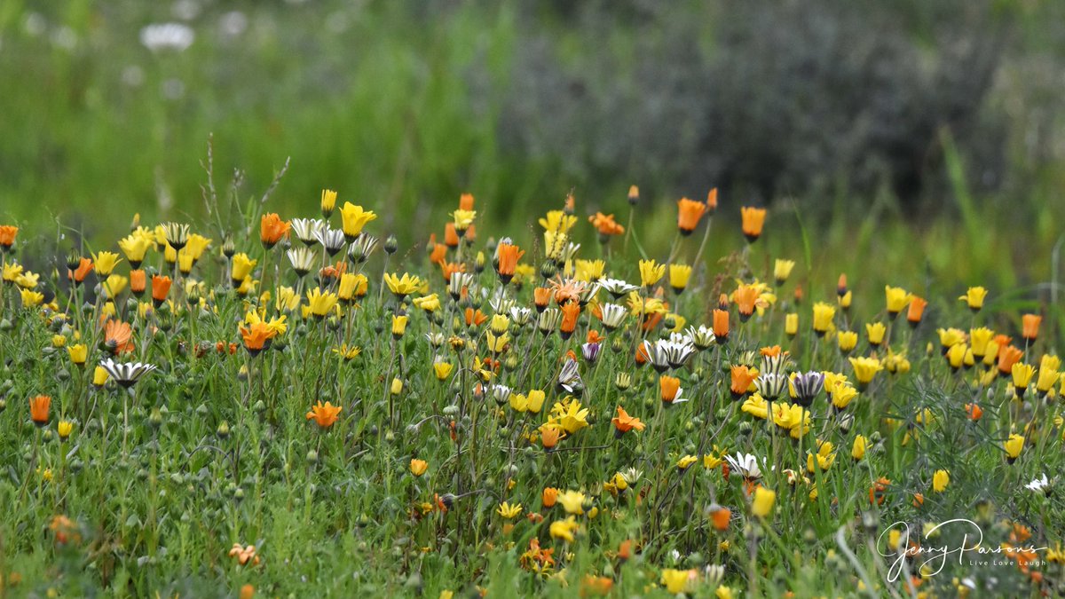 JennyPaPB's tweet photo. Spring flowers are already out, winters done & summers on its way! Fields of daisyโs seen at Spier while birding. Beautiful but common on disturbed landโฆ
#wildflowers #birdingandbotanizing #birdwatching #springcolours #changingseasons https://t.co/ZqXtu4KSSK