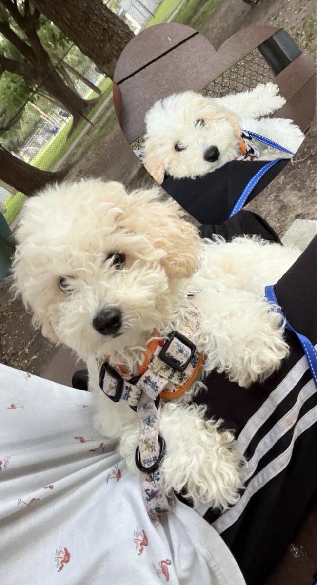 1iconics_'s tweet photo. His first time at the park https://t.co/8LoiS3mu9p