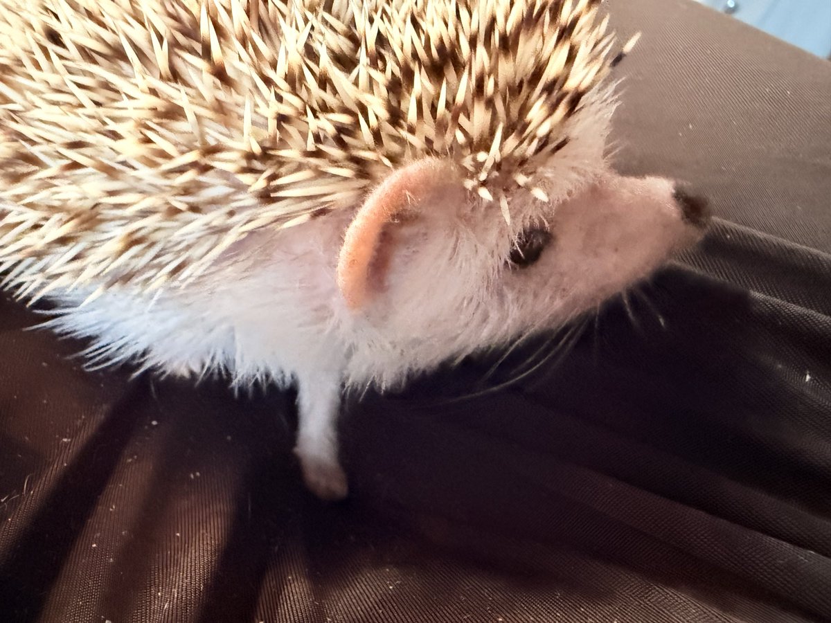 刺蝟的奴隸🦔🧹🫨 tweet media