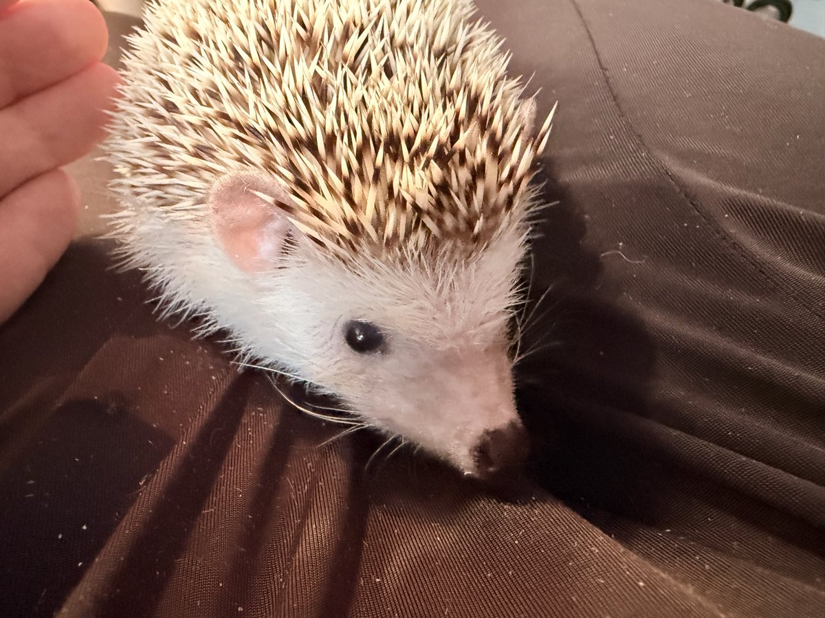 刺蝟的奴隸🦔🧹🫨 tweet media