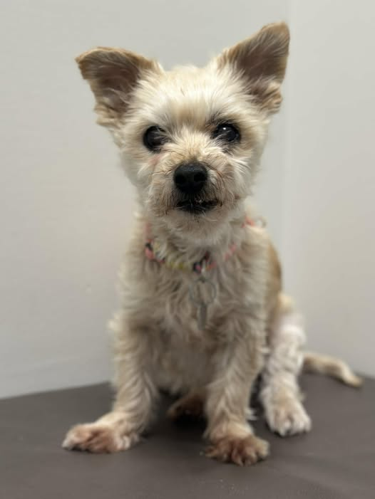 janelainewylie's tweet photo. ADOPT Caroline from https://t.co/e6KCbU07CJ https://t.co/whzBqYCyP8
#Toronto #JunctionTO #NorthYork #Willowdale #AuroraON #Keswick #orangeville #Markham #eastyork #danforth #caledon #RichmondHill #vaughan #oakville #brampton #mississauga #newmarket #etobicoke #yorkregion https://t.co/9cjrBWhgud