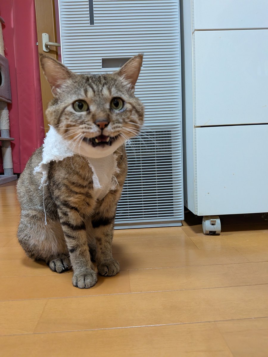 tanamarude's tweet photo. 顔は笑ってるけど、目が笑ってない
そして頭デカイよね、ギン
 #保護猫  #猫のいる暮らし  #猫のいる幸せ  #キジトラ   #3等身に見える https://t.co/ad5lDDbzcK