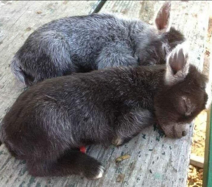 MelaniaFrance's tweet photo. Voilà à quoi ressemblent les bébés ânes quand ils dorment.😍 https://t.co/xgV60Npn9b