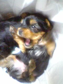 1chan0206's tweet photo. 昔飼ってたお犬様が産んだ子の写真をHDDから拾いだしてあーーかわいーーーーってなる簡単なお仕事。うちのお犬様の血筋はもうみんな虹の橋に居るんだろうなぁ😭初代家犬(それより前は外犬ちゃん)ちゃんの写真もあって懐かしいちょっとでもデジタルで残ってて良かったこれより前はアナログだ😭 https://t.co/n9BNAcsAFQ