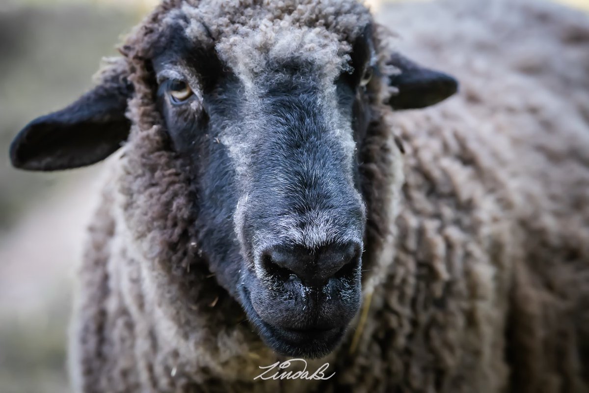 LSBofEBB's tweet photo. 🖤
#WonderfulWednesday 
Time on the Farm
It's a working farm with a few walking/nature trails &amp; we decided to check it out. Love getting my hands on the sheep so I can feel the lanolin in their coat. 
#godscreatures #sheep #farm #thatface #farmanimal #massachusetts #photographer https://t.co/GIkFe6Gm2l