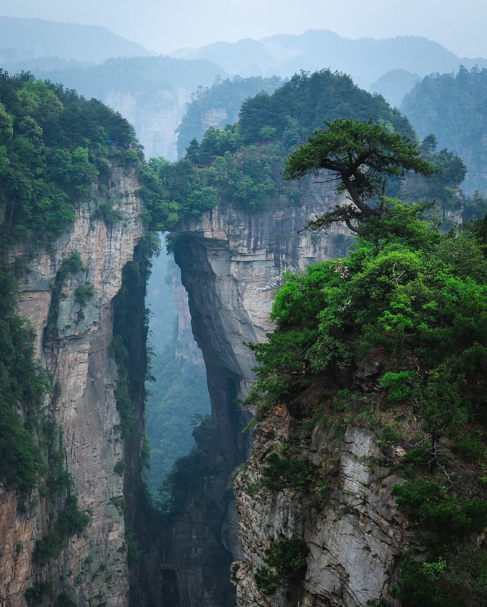AMAZlNGNATURE's tweet photo. It's hard to believe this place actually exists on Earth

Zhangjiajie National Forest Park in China is famous for its towering sandstone pillars, a landscape so unique that it inspired the floating mountains in the film Avatar https://t.co/uoxsrcwHyj