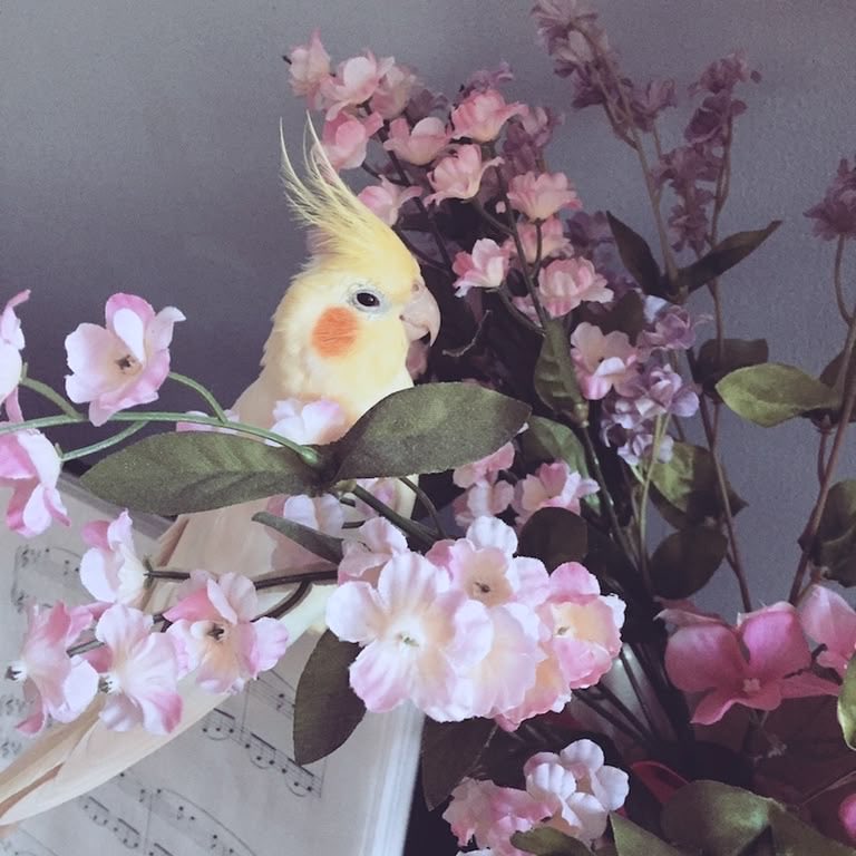 Saorimirin's tweet photo. This is how I am on Pinterest💋

⋆ Icecream

⋆ Bird

⋆ Aesthetic

⋆ Shoes https://t.co/9052j4g03Z