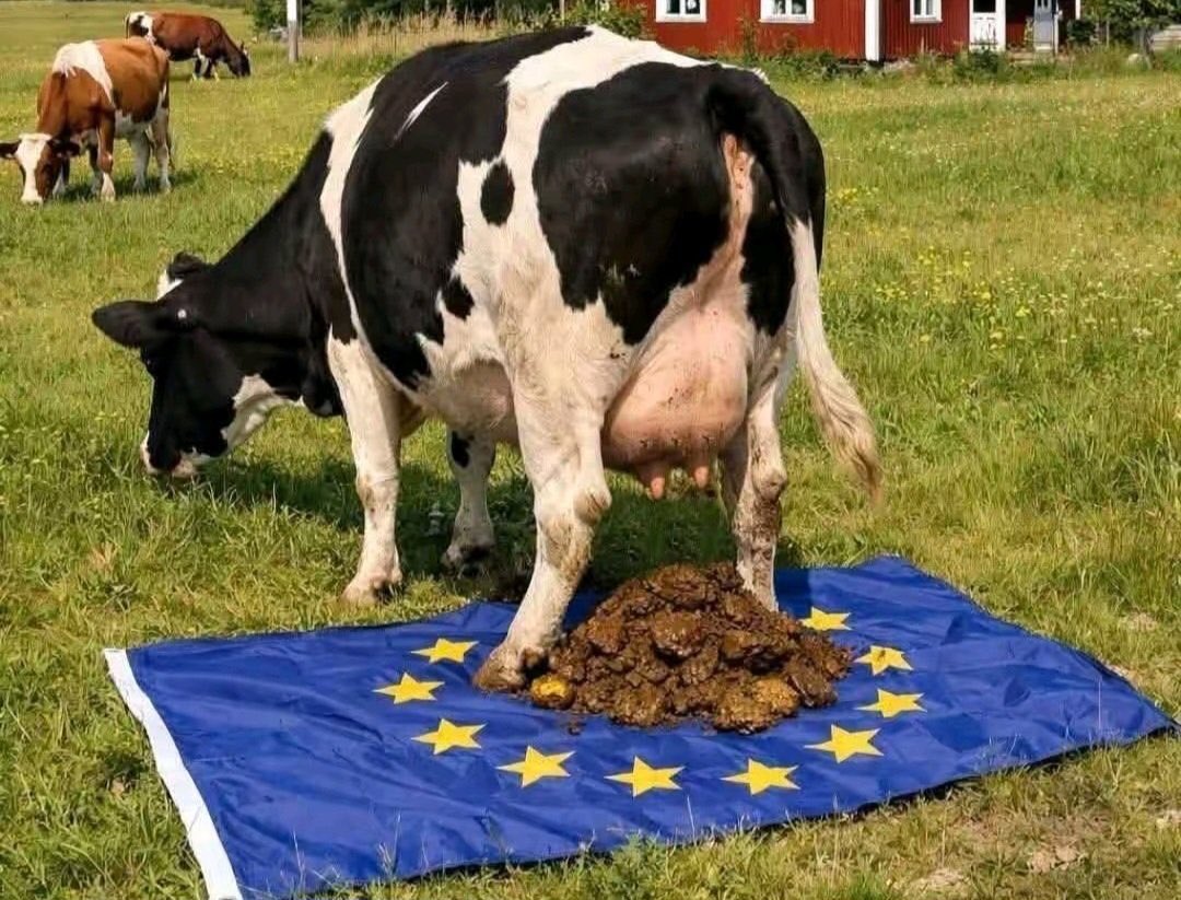springfield1952's tweet photo. Zo denken de koeien erover https://t.co/BNwMgO8vG2