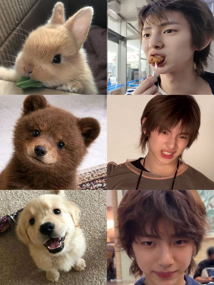 jjuhaven's tweet photo. Animals I associate juhoon with🐰🐻🐶♡ https://t.co/SLaYzhzmtr