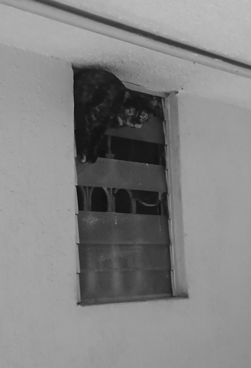 Pág. 97 tweet media