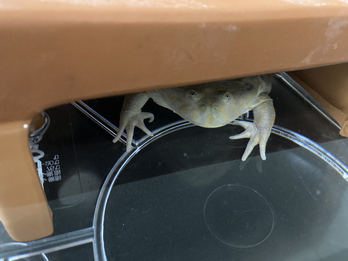 friavol's tweet photo. ふっくらだねー。
なんてかわいいんだ。 https://t.co/byodcuUZnN