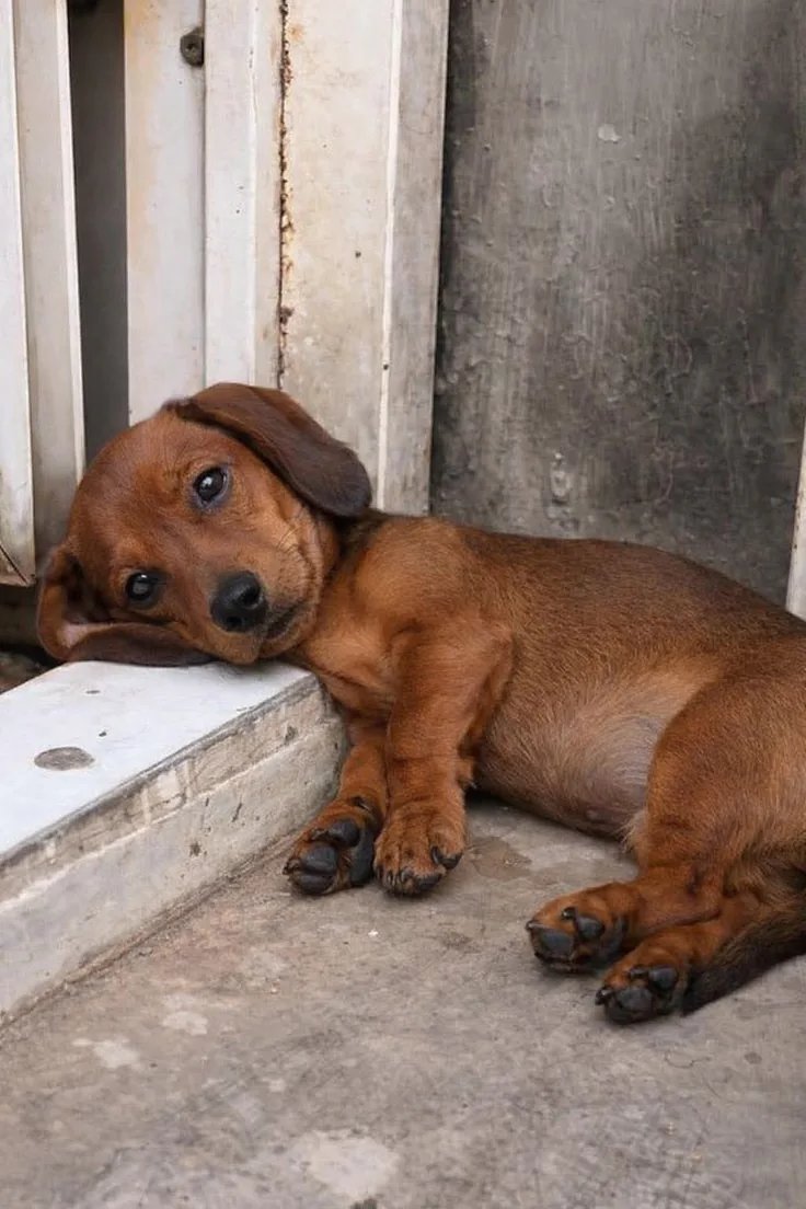 Dachsundlovers's tweet photo. 🥺 “Am I so helpless that I have to wait like this for even a little love?” 🐶💔 https://t.co/PbTjjJxLFz