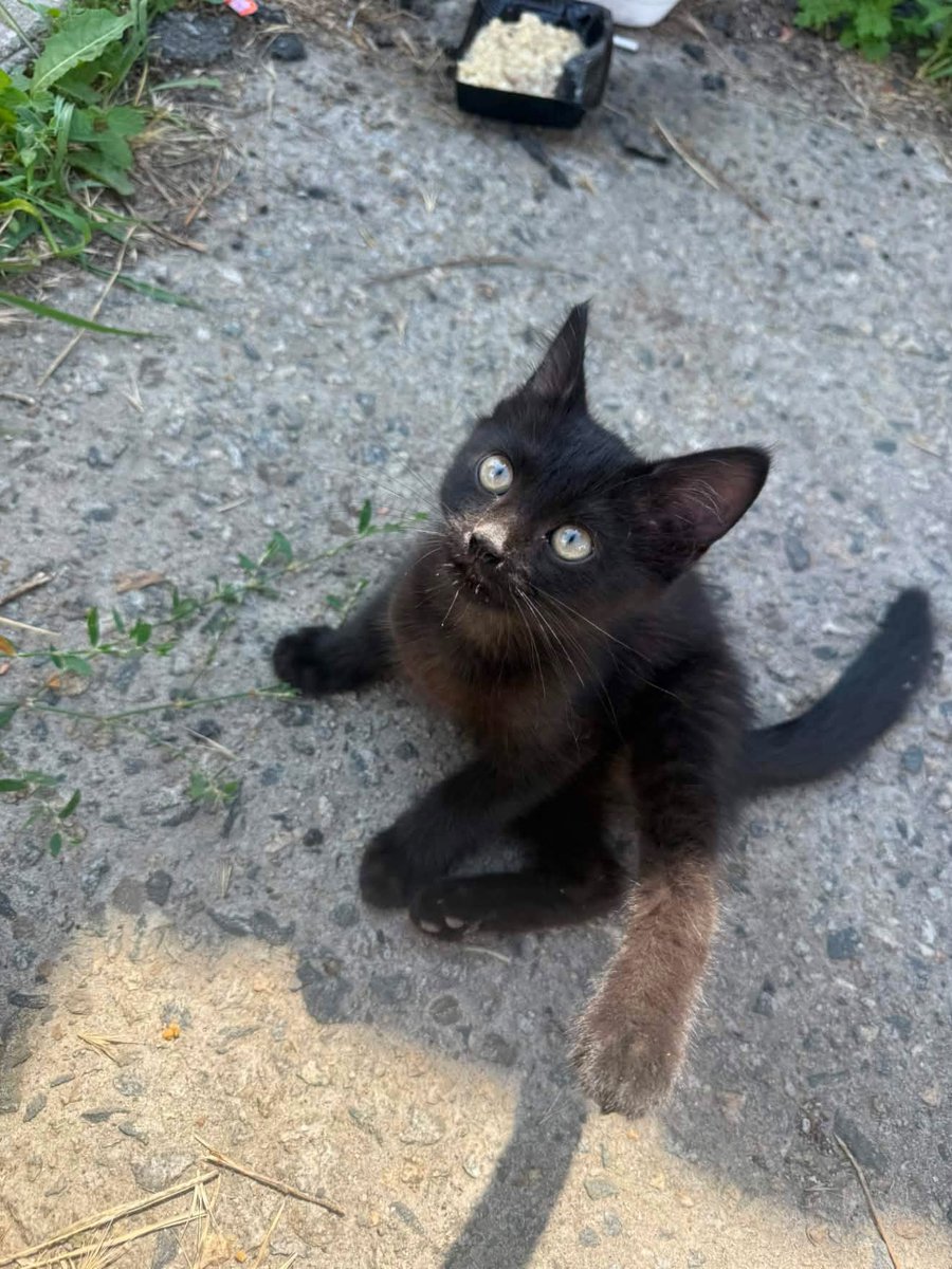 help_animals_dn's tweet photo. Від нас ГО «Пухнасті Обійми» лише поки допомогаємо інформативно :

Термiново! 🙏🏾🙏🏾🙏🏾
М. Днiпро 
С. Орiльське 

Т. 0689742841 https://t.co/ojVwvetRVf