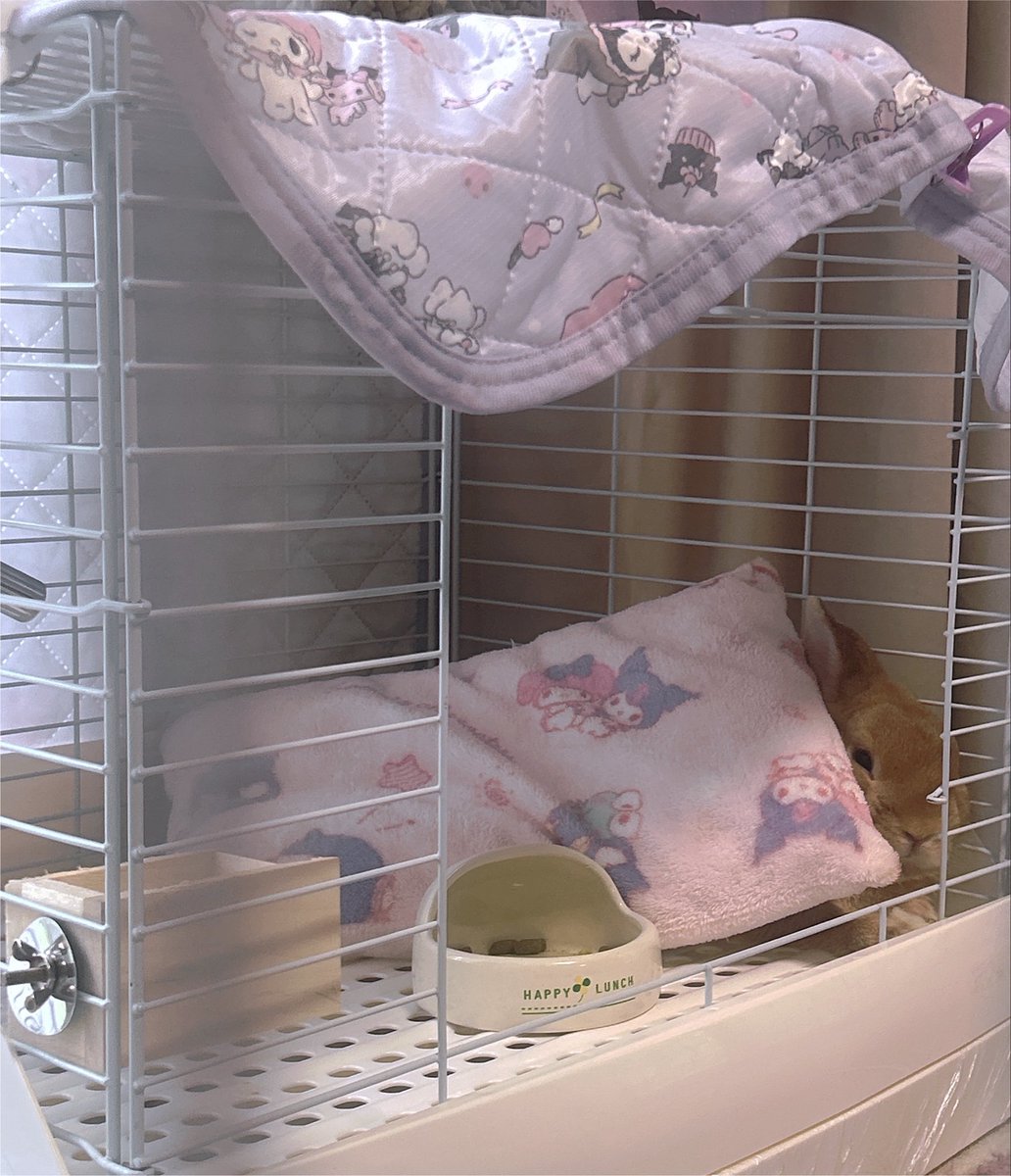ch1mtqn__'s tweet photo. ちなみにうちの息子(うさぎ)は大っきい揺れが来ると足ダンしてブチ切れてる https://t.co/Sju6fV6JWe