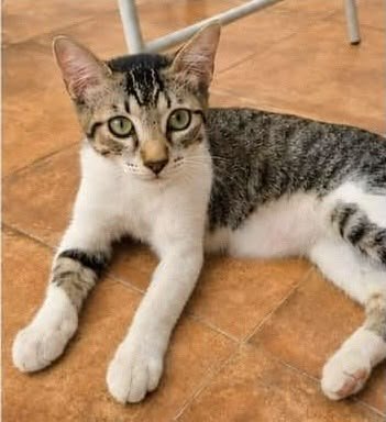 f_lo_morant's tweet photo. CLEO EN ADOPCIÓN! Es una gatita de 3 meses. Se lleva muy bien con otros gatos. Es negativa a leucemia e inmunodeficiencia, y tiene puesta la trivalente y está desparasitada.  Está en Alicante pero puede viajar. 

655 44 15 14 Ainhoa. https://t.co/uwr2OAObIN